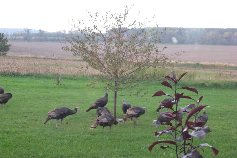 ../image/turkeys in oct in front yard 3.jpg